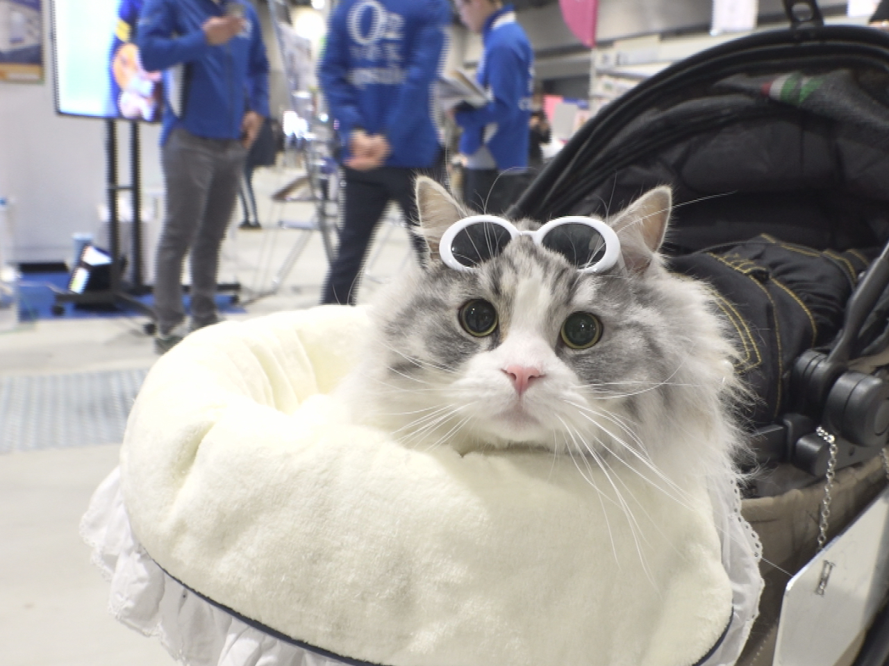 前売り券】【2/21～22】『わんにゃんドーム2026 in Aichi Sky Expo