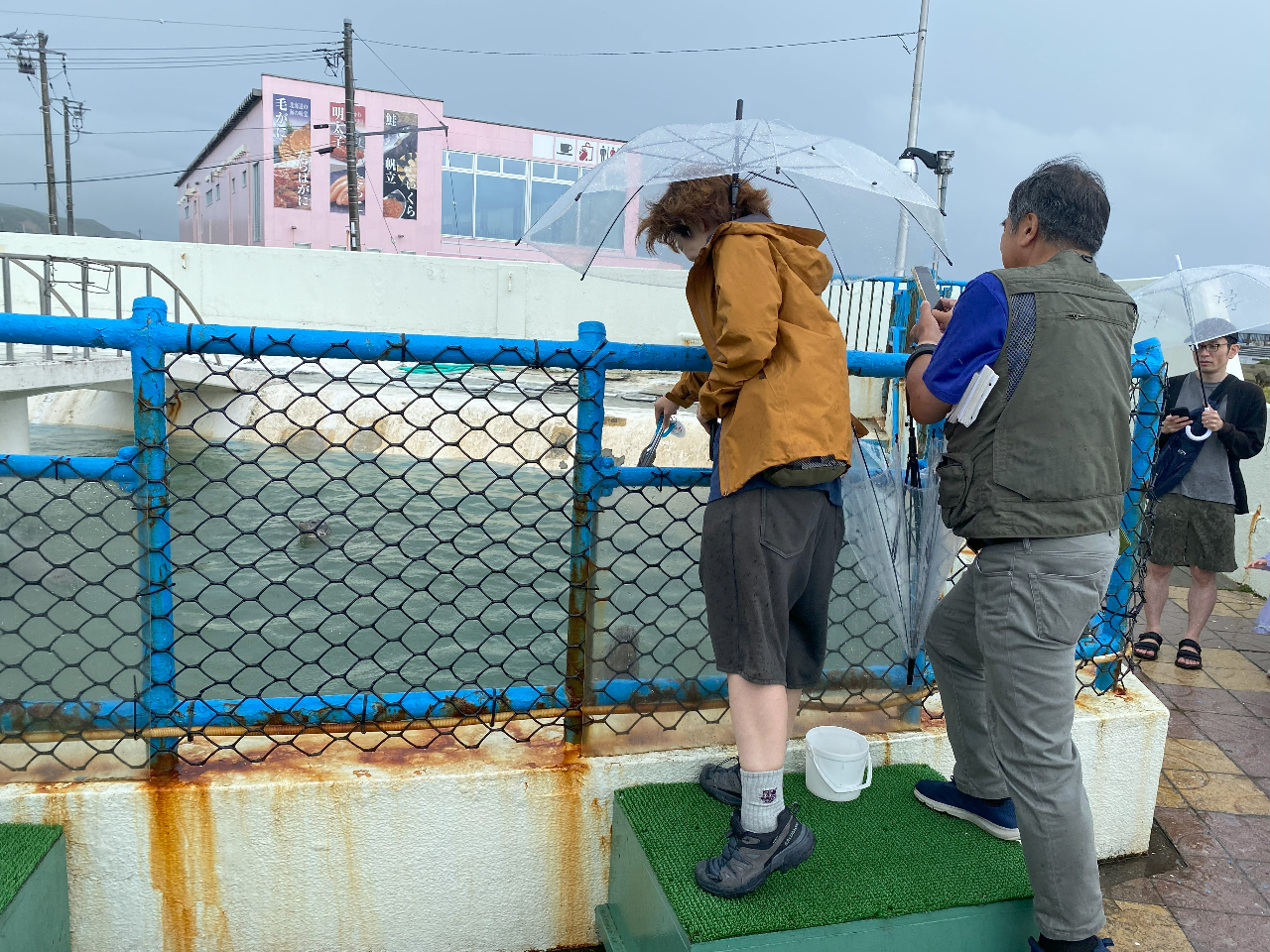 ノシャップ岬ではあざらしへの餌やり体験を楽しむことが出来る。写真や動画を撮ってほしいという方はガイドがサポートさせていただきます。