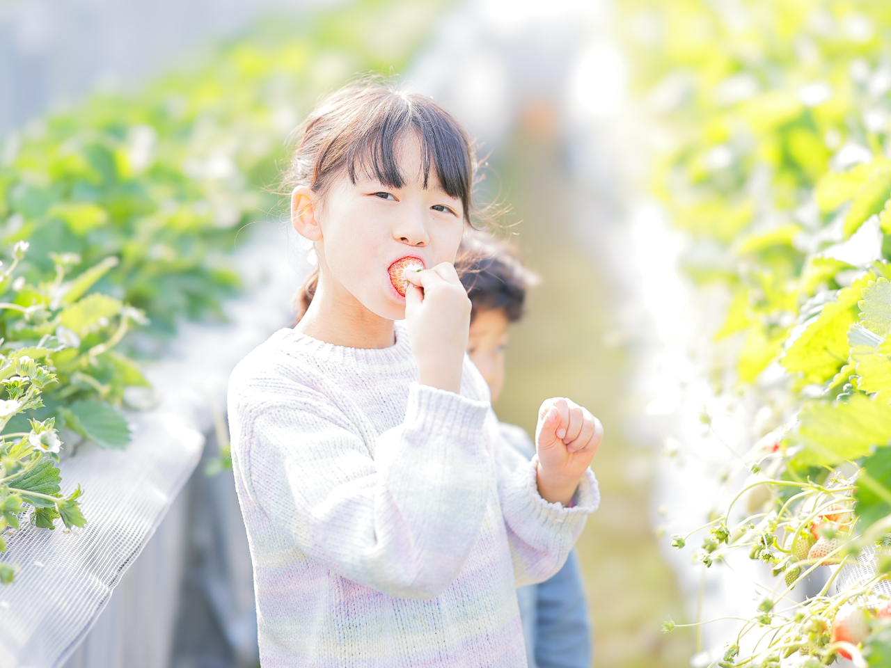 【40分食べ放題】練乳付きで甘くて濃厚♪紅ほっぺ&かおり野など全10品種を満喫で...