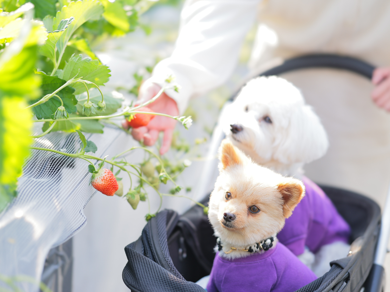 【わんちゃん同伴プラン♪】【40分食べ放題】練乳付きで甘くて濃厚!紅ほっぺ&かお...