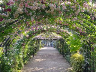 ローズトンネルの様子