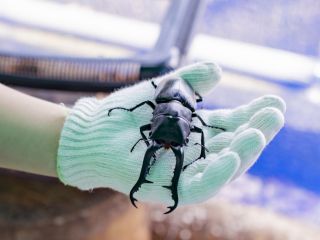 \ギラファノコギリクワガタ/見た目は威圧的ですが、人間に対しては無害であり、手で掴んでも噛みつくことはほとんどありません♪