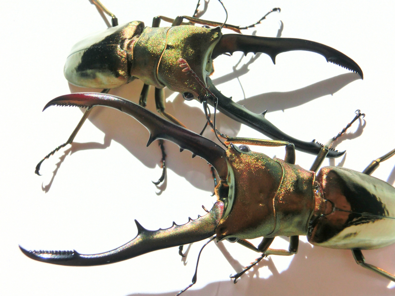 _^tFz\AJNK^^SgNK^ŁAɃIX͔ɔB{łI