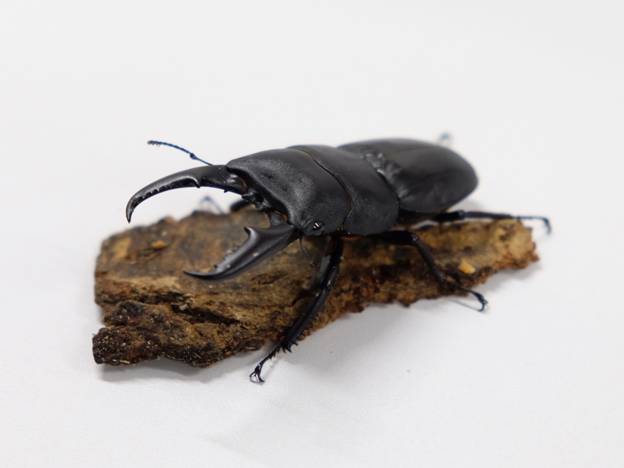 _q^NK^^Cr̂Ȃ̒܂āuEŋ̃NK^VvƌĂ΂邱Ƃ܂I