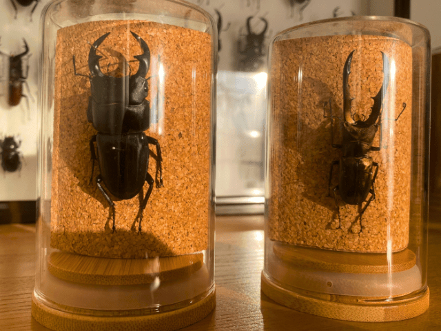 _ЉT^VǨ҂̂FBЉɂ͕W{v[gڂ͌nłq˂ˁI