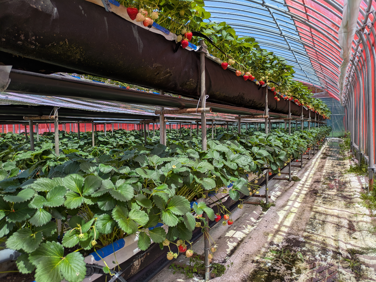 2iō͔|Ă܂􂨎q܂l̕AKɂy݂܂