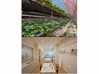 イチゴ農家(クラフトファーム軽井沢)での自然体験とアトリエ(suu_to)でのアート体験を1日で満喫できます!