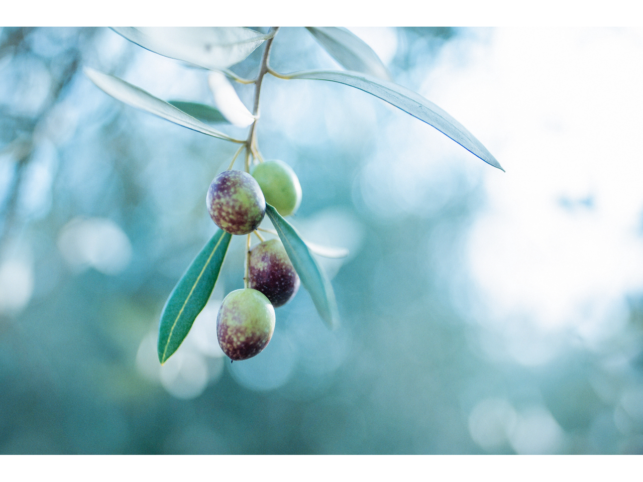 ԓɑ𓥂ݓꂽuԂAEFlX̌n܂܂B I[uAɖԂցB