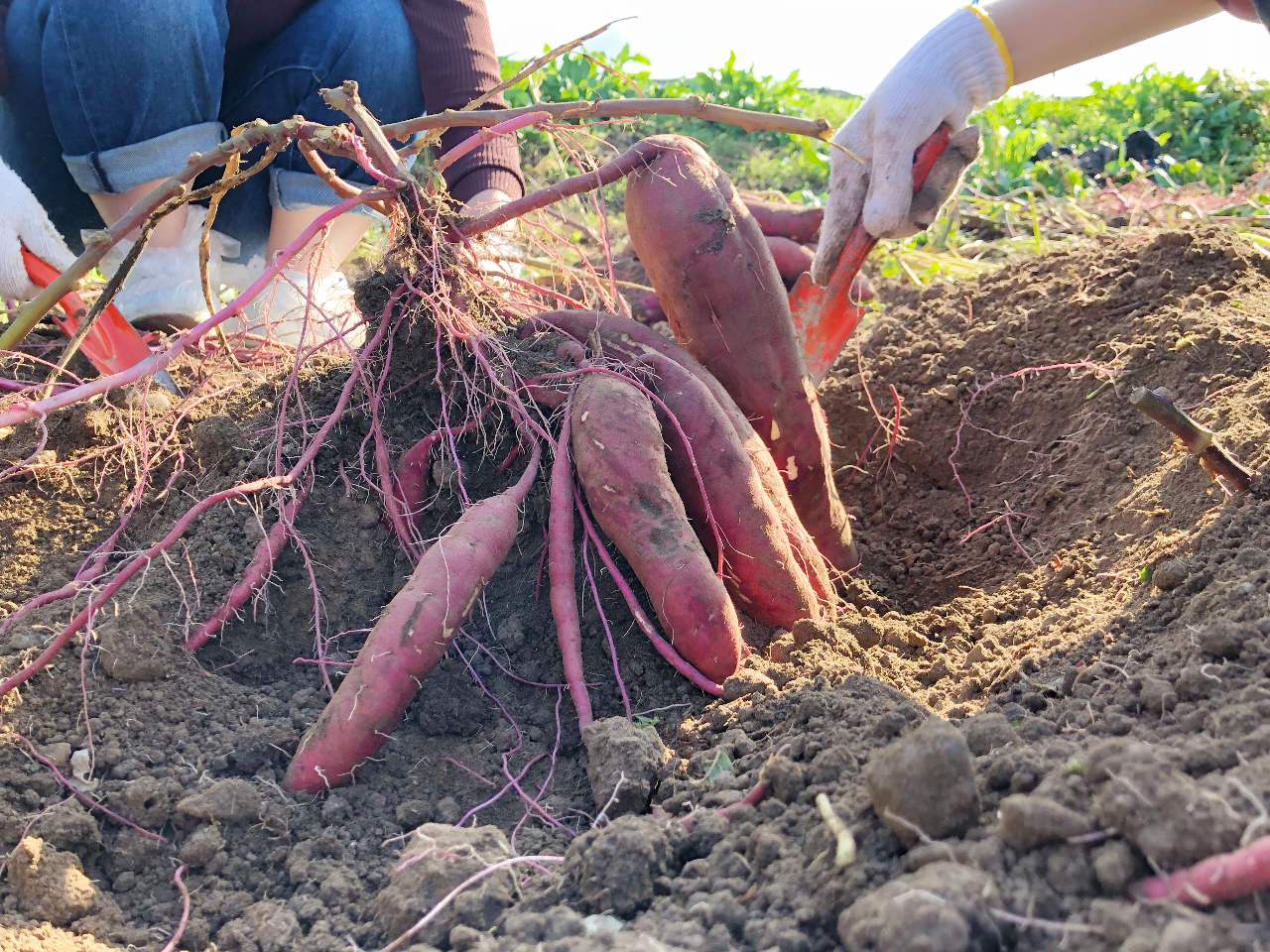 ̕i͍g͂邩łB˂ƂÂiłB