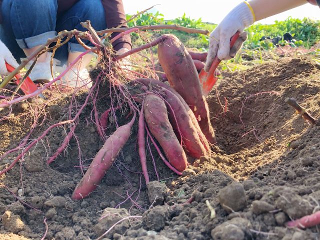 おいもの品種は紅はるかです。ねっとり甘い品種です。