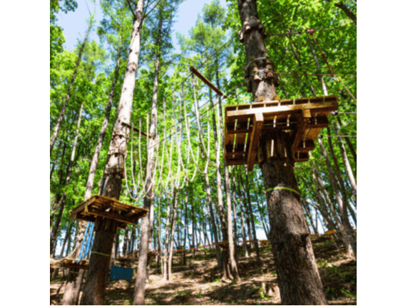 北海道の自然を感じながらツリートレッキングに挑戦!