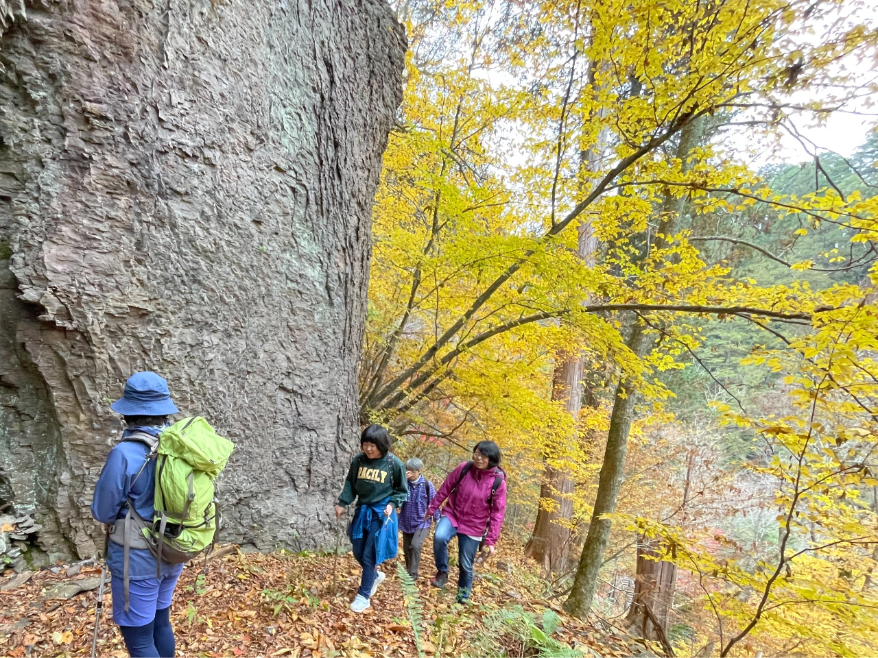 ԌÓcA[̗lq@댯Ȃ߁AqlɃIXXI