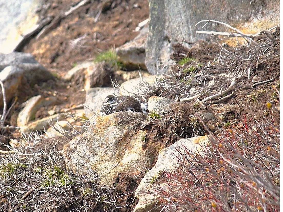 ԎRoRł́A_̒uC`EvƏoꍇ܂B