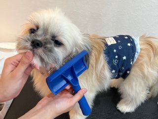 わんこのお手入れ(ブラッシング・肉球ケア)を体験できる、人気のトリミング体験プランです♪