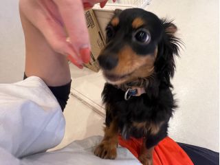 トレーナーがわんちゃんと仲良くなる方法や芸のさせ方などをレクチャーします♪