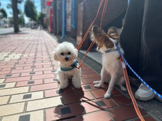 かわいいわんこと夕方のお散歩を楽しめる20分の癒し体験です♪