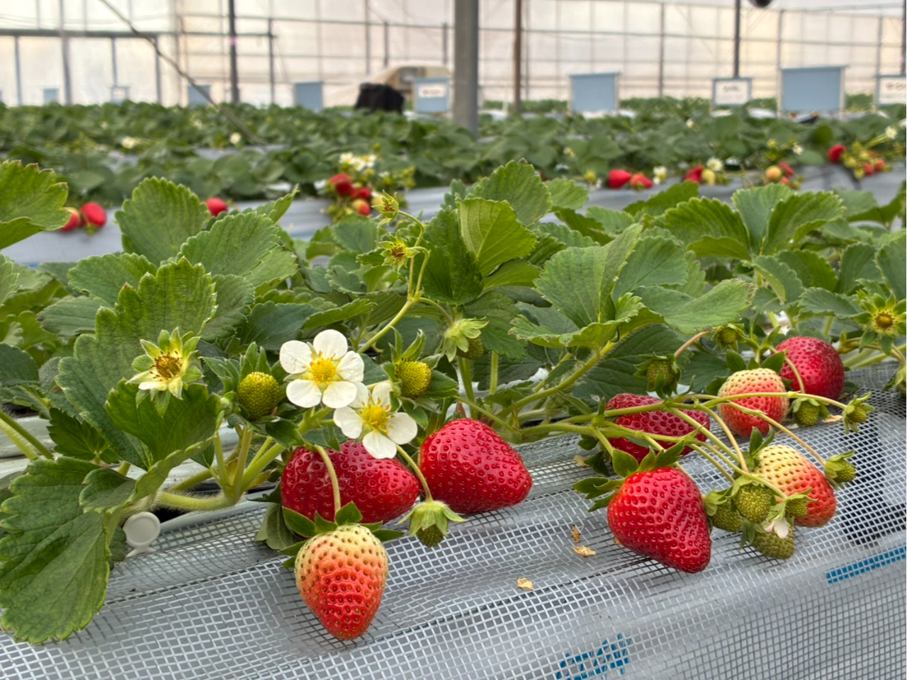 【じゃらん限定割引プラン!】新規オープン記念特別いちご狩り食べ放題プラン♪通常4...