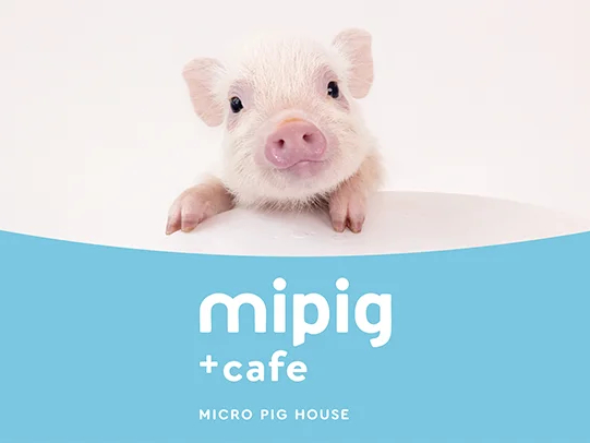 【栃木・宇都宮】マイクロブタと過ごす癒やしのひととき♪55分プラン《ファミリー・...