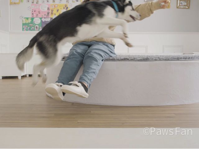 ワンちゃんと一緒にたくさん遊んでいただけます