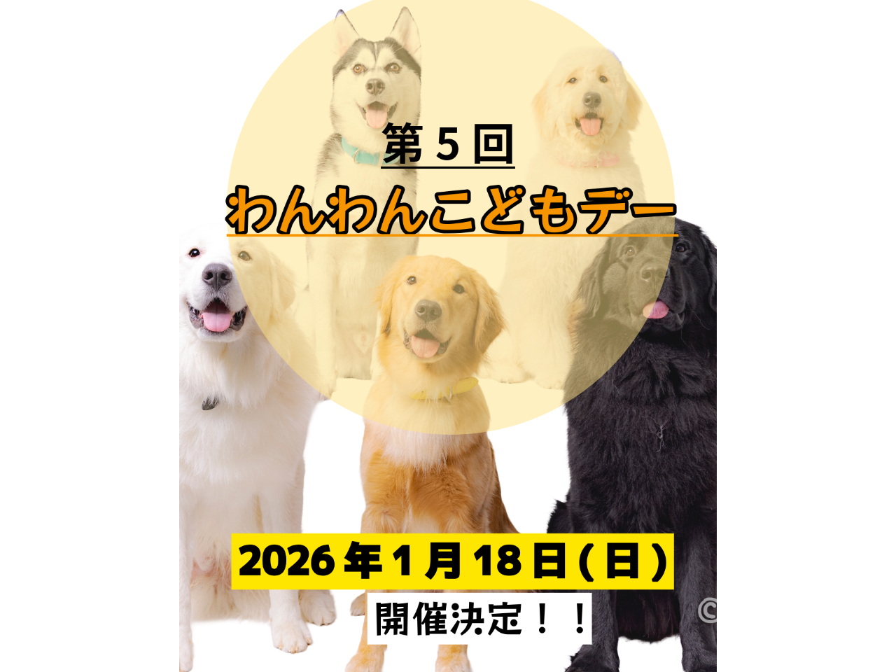 【いぬカフェ/千葉市】第5回わんわんこどもday《年齢制限なし!》広々とした空間...