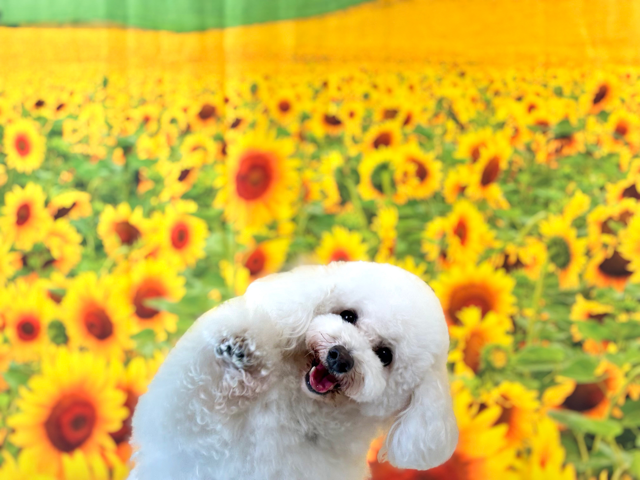 いぬカフェ/千葉市】King & Prince・SixTONESと共演したわんちゃんに