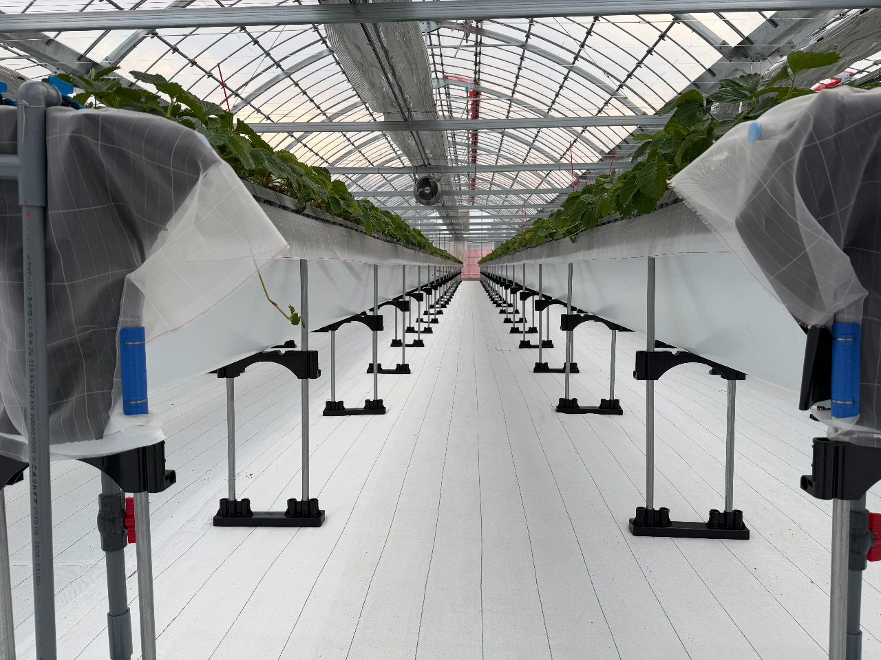 _VKI[v̂ߐȃnEXł̑̌܂^