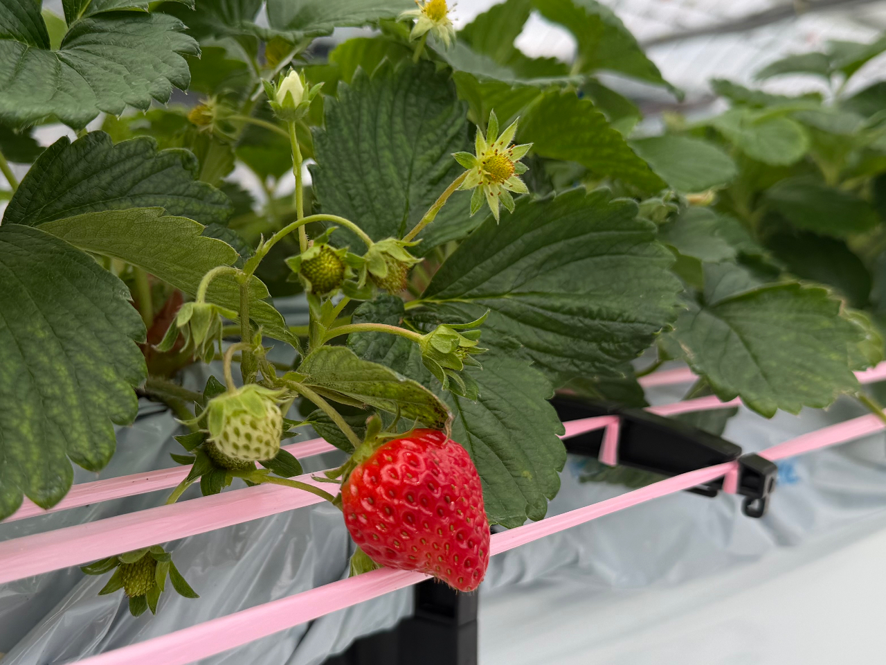 �_�܂����������Ǎ��N1���a���I�^