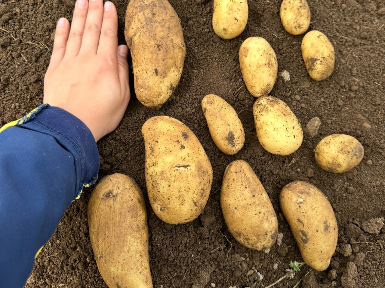 ���Ⴊ�������n�����@5�����{?6����{�A11�����{?12��