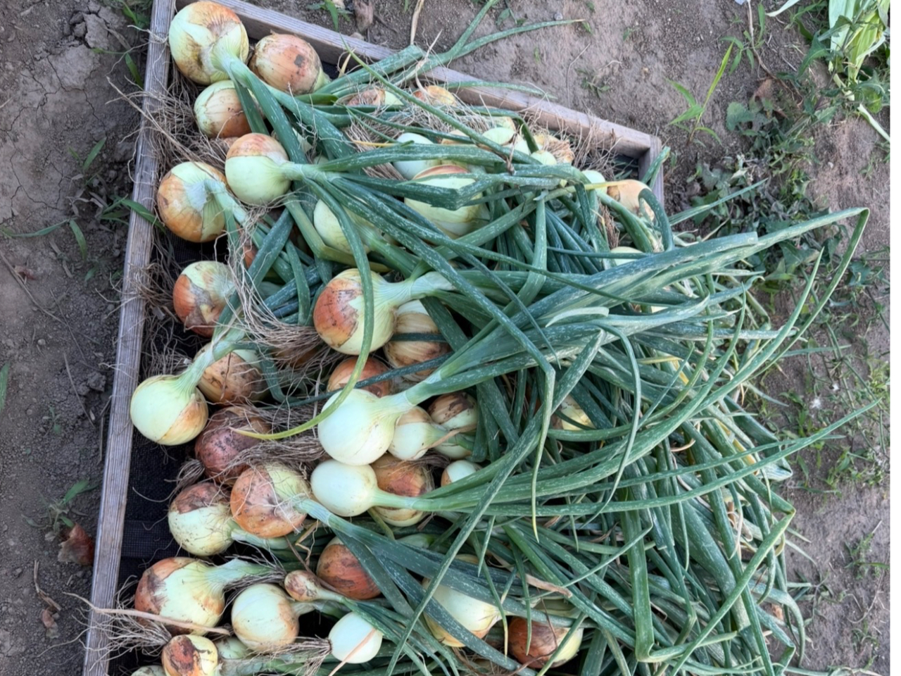 ���܂˂����n�����@4��?6��