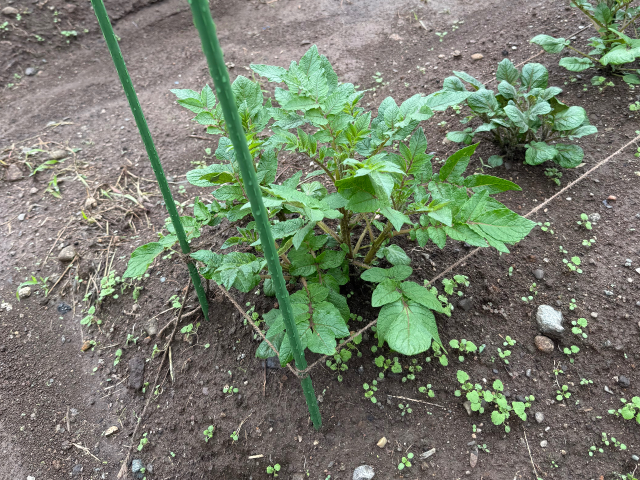 ���Ⴊ�����@�A���t���@1������