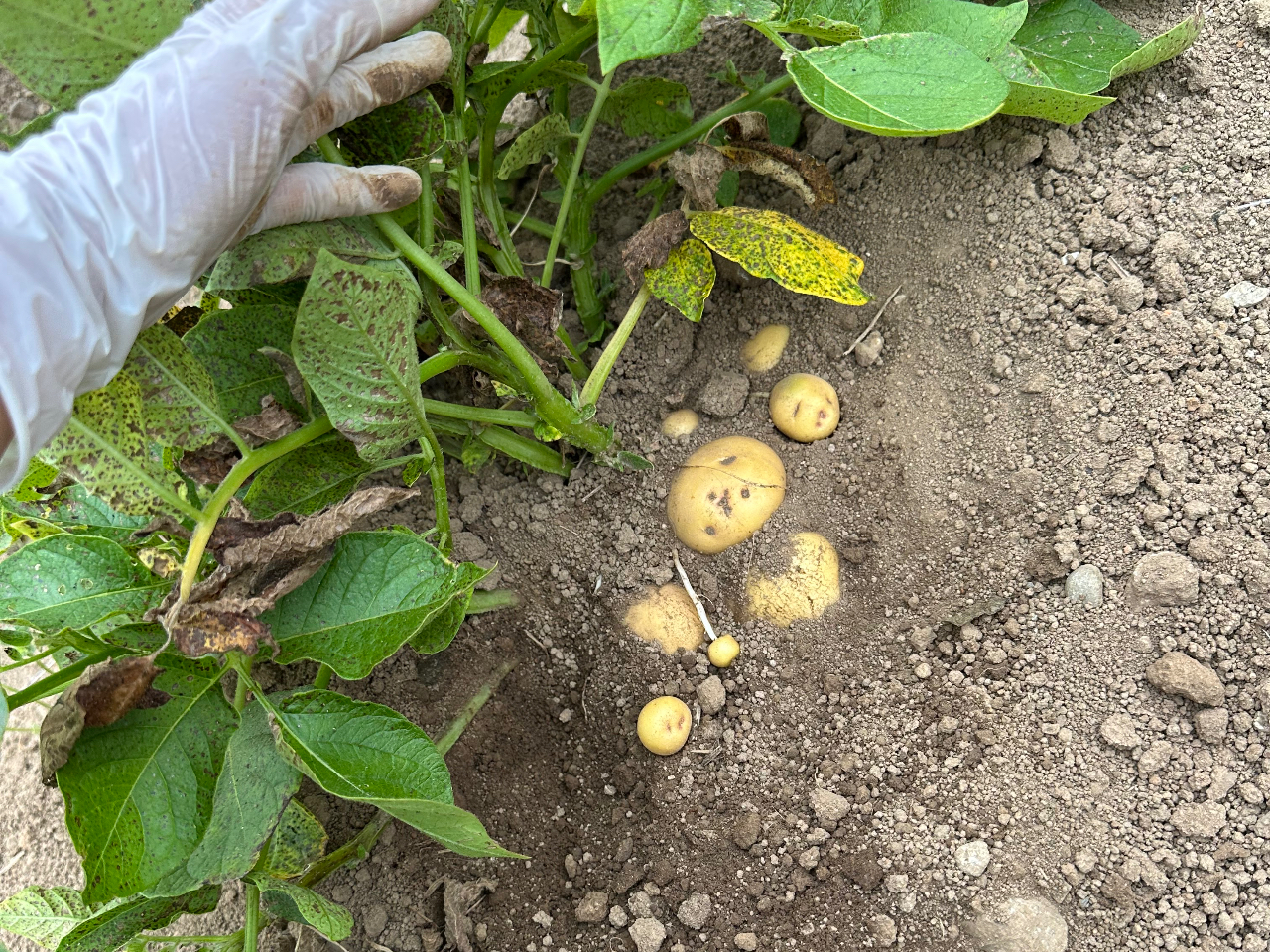 ���Ⴊ�����@���n