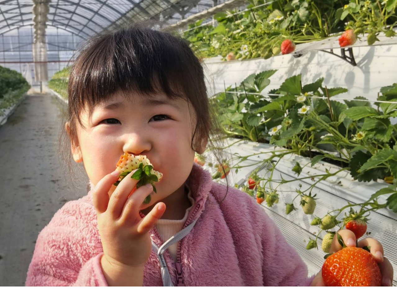 NEWオープン♪福岡・朝倉人気のいちご狩り★快適!ドライミスト付きハウスで最大6...