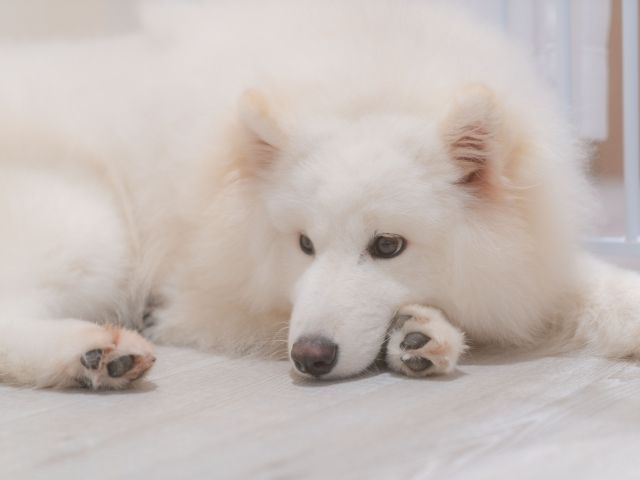 �Ԃ�ȓ������킢���ł���