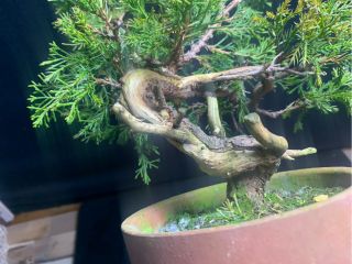 1〜2月の教材:真柏