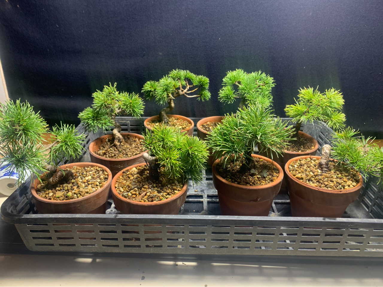 3�`4���̋��ށF�ܗt��