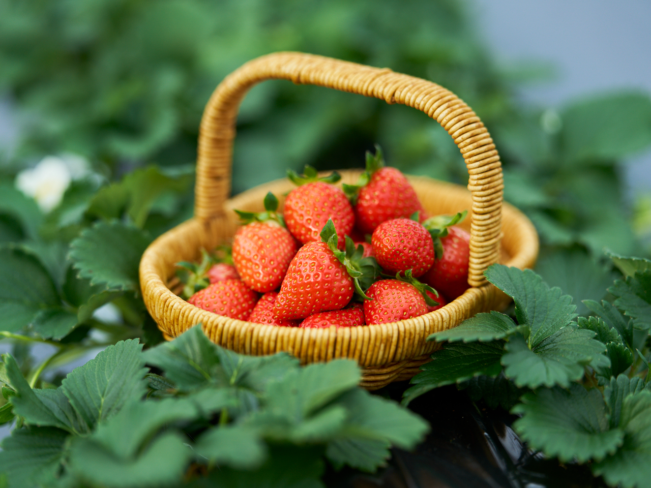 兵庫・猪名川／雨の日OK】まるで宙に浮かぶ苺♪最新「空中栽培」いちご
