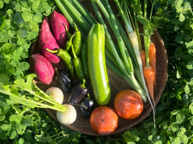 ���n��̃I�[�K�j�b�N���