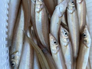 キスという魚です