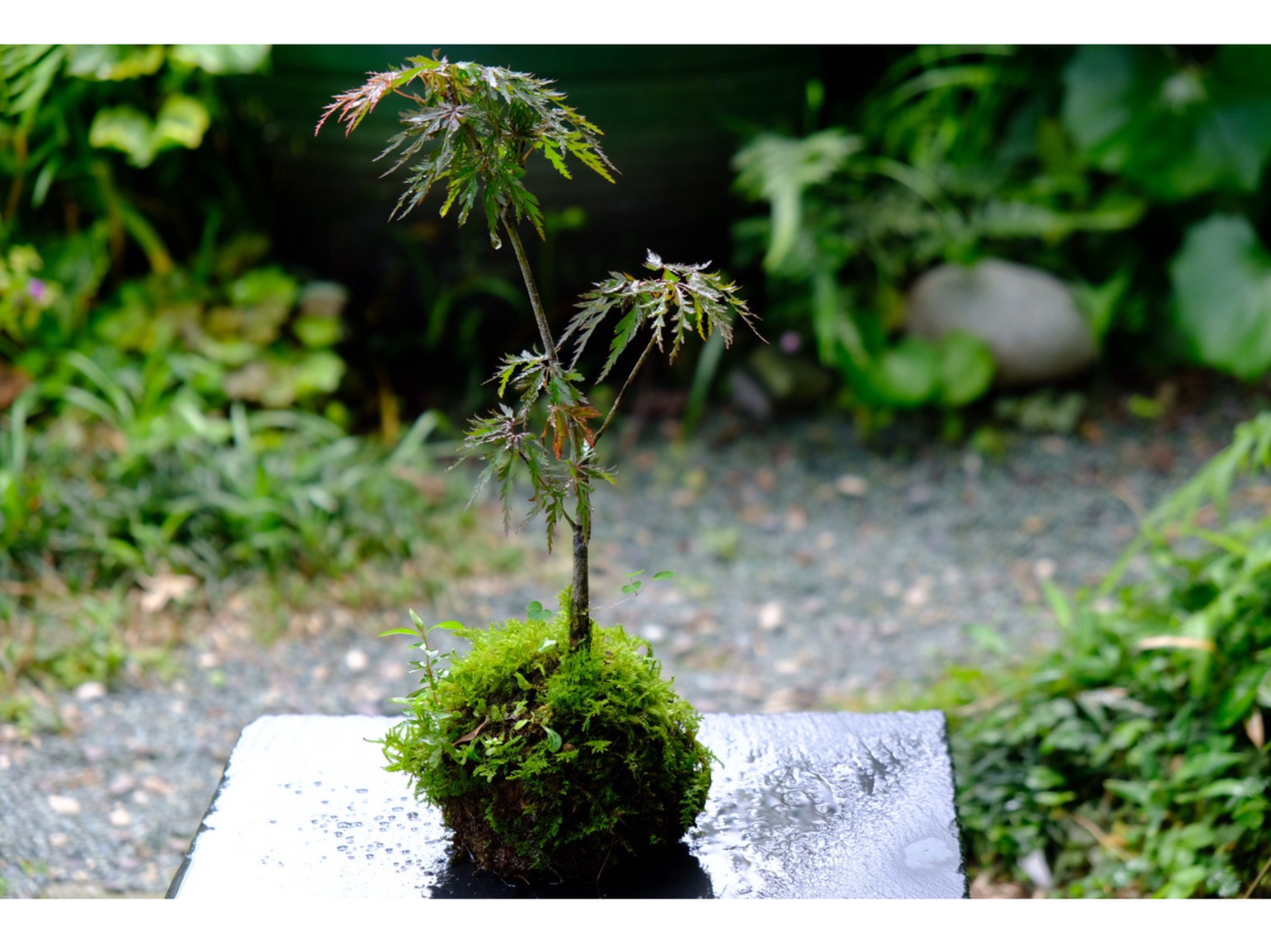 EɈ̃IWiie؎w̉Ŋł