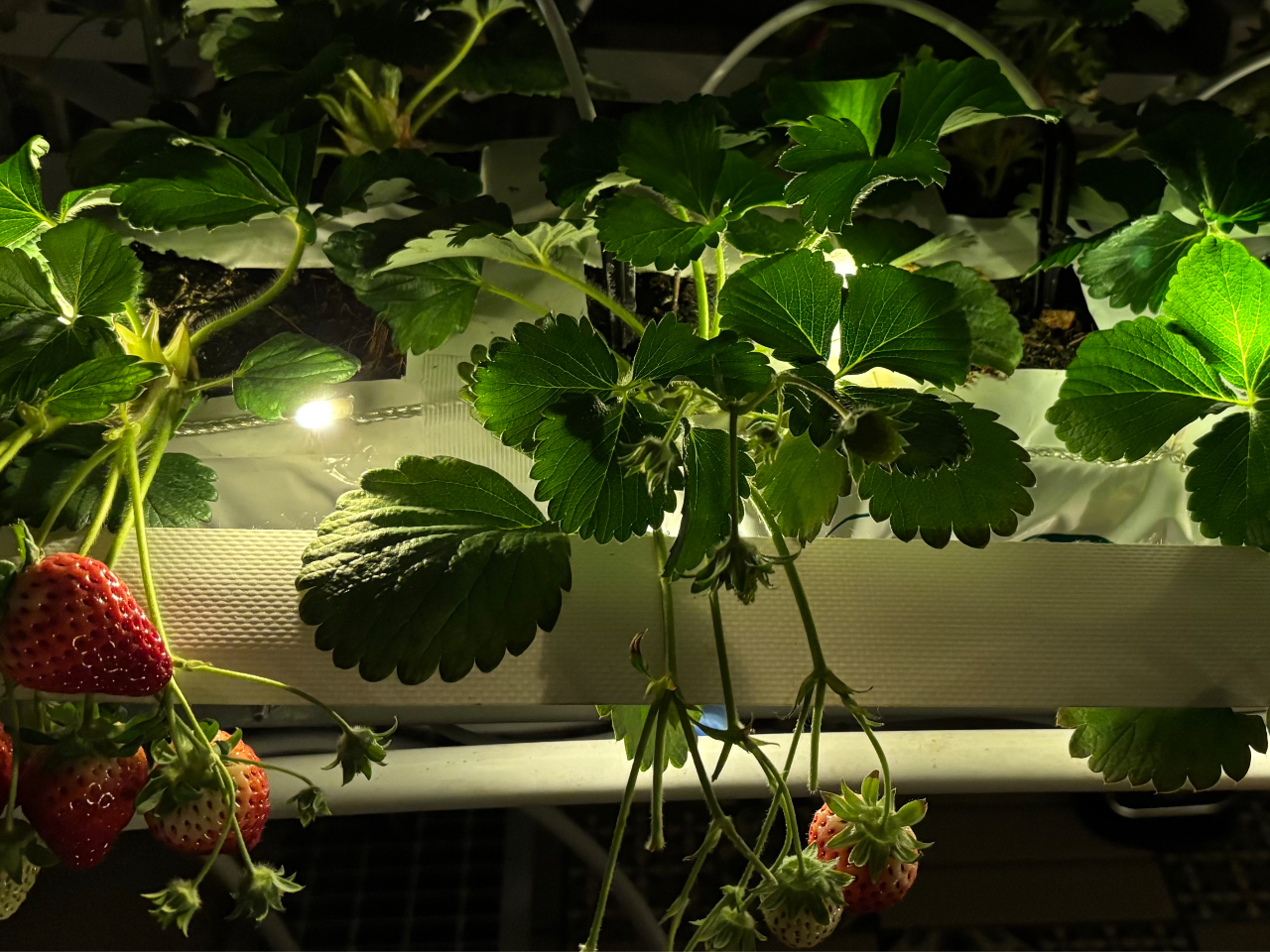 1600����LED��䕂Ƌ�Ԃ����z�I�Ƀ��C�g�A�b�v�B���q�l���g��LED�̖��邳���A���D�݂Œ������������܂��B