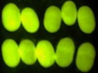 一般的にあまり見ることができない「蛍光繭」です。