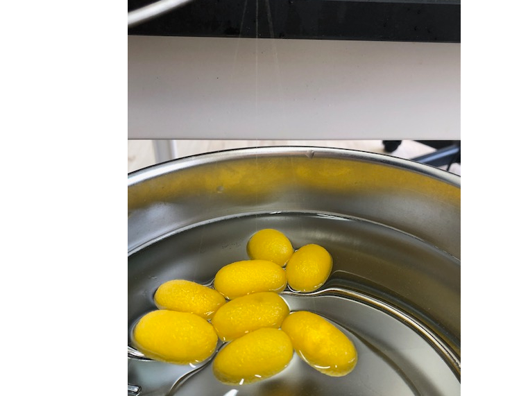 �V�R�́u�����l�F�v�B���̑N�₩�Ȗ�����A�P���V���N�̎������܂�܂��B