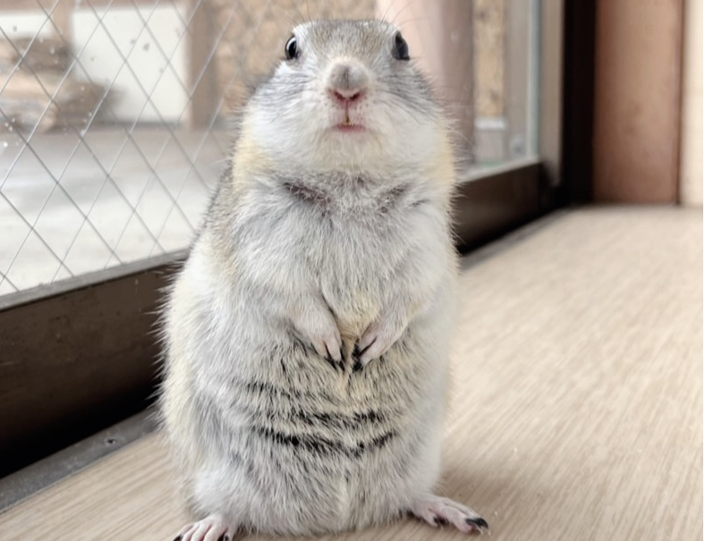 兵庫・三木／入園チケット】元幼稚園が動物園に！？カピバラ等約20種と