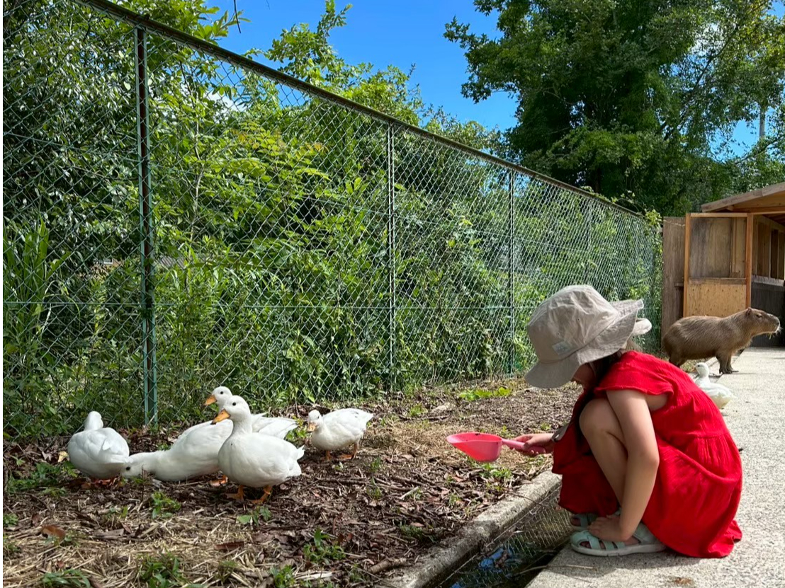 兵庫・三木／入園チケット】元幼稚園が動物園に！？カピバラ等約20種と