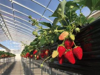 スイーツにも使われる完熟苺をお楽しみ下さい♪