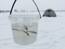 DyŊyރJTMނ ߂ĂłŜ₳KCht