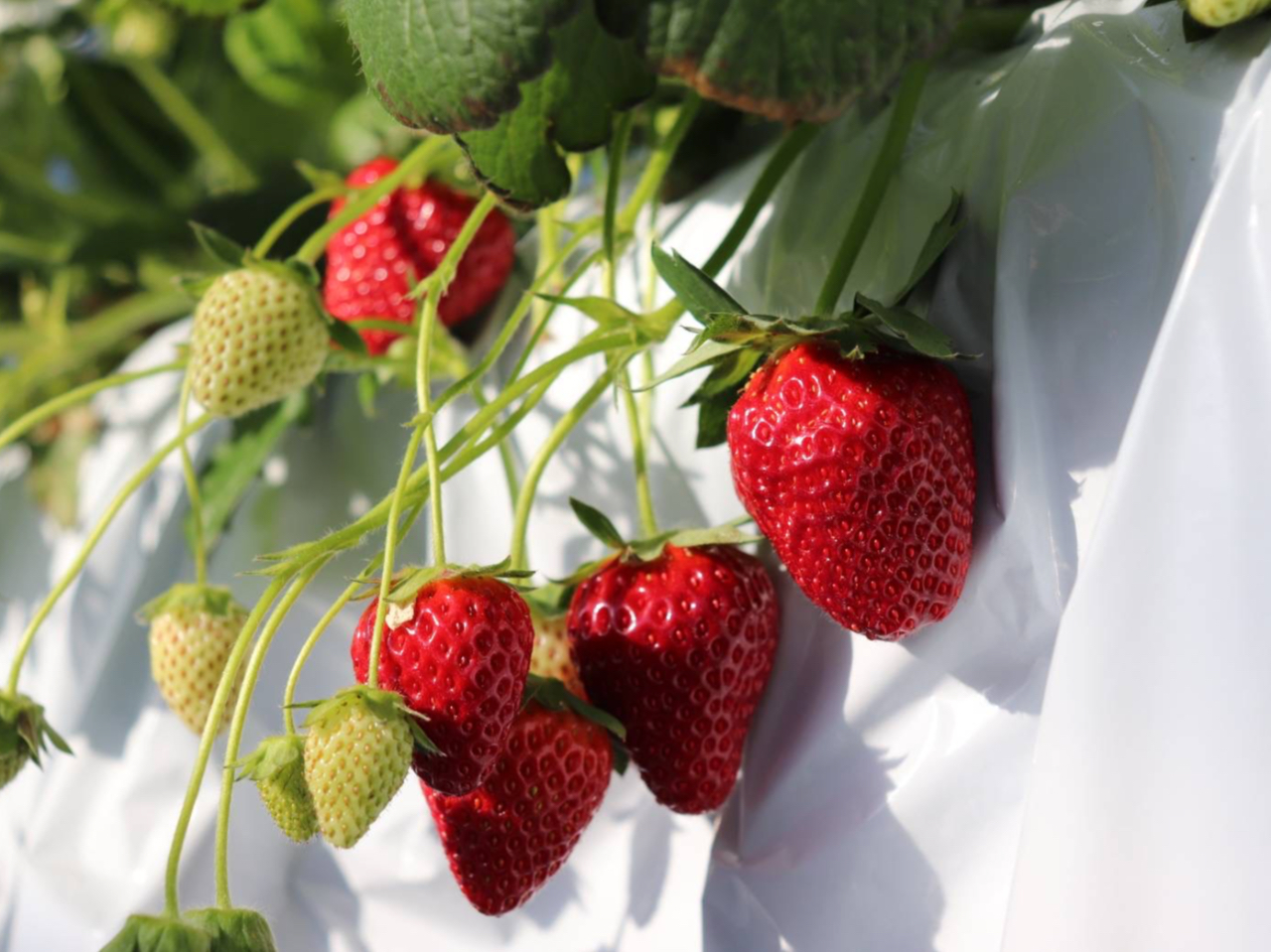 2026年1月伊香保に新規オープン！】最大9品種満足40分食べ放題！☆練乳