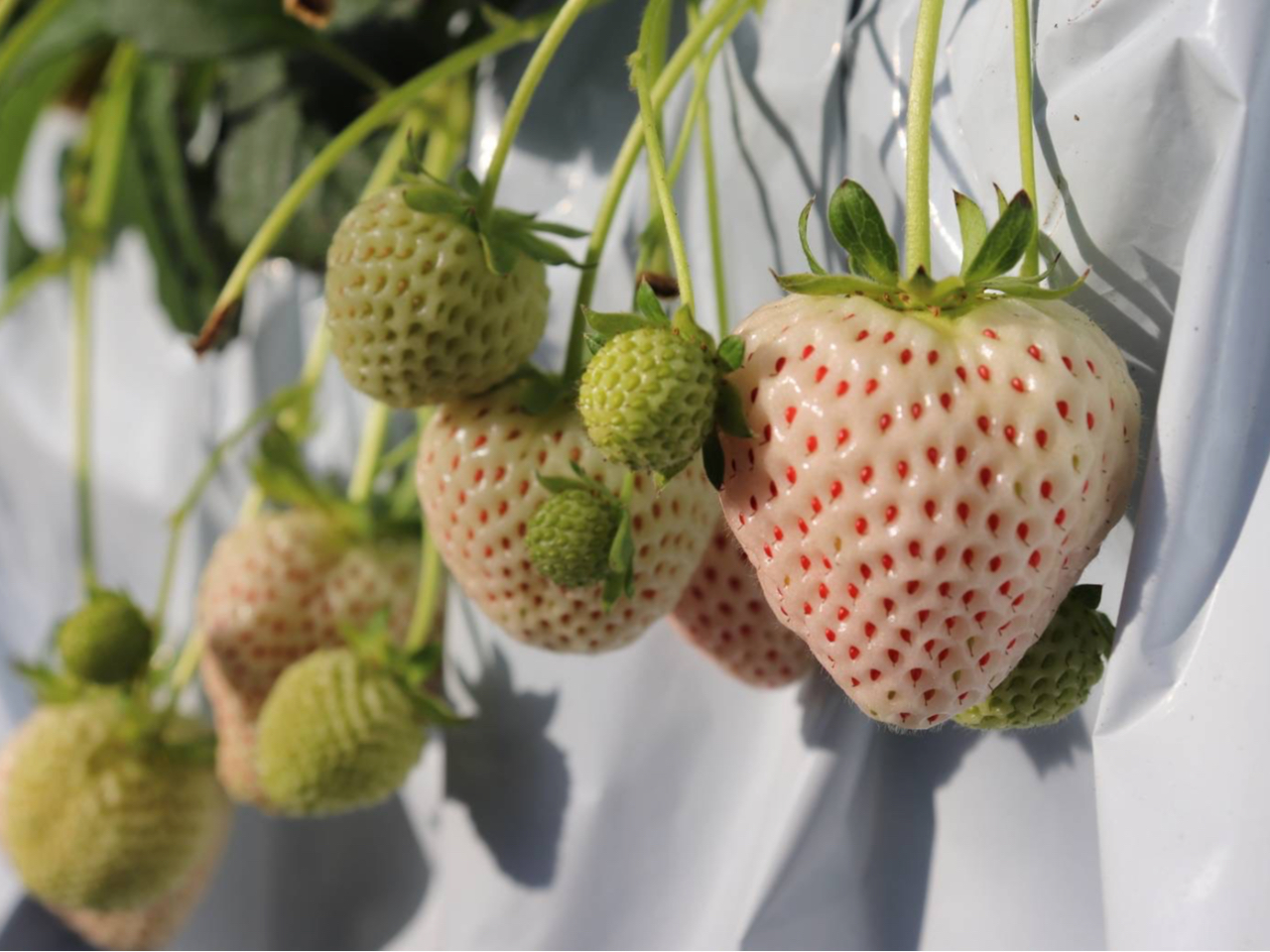 �킪�Ԃ��F�Â����������I���v