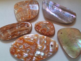 ☆磨きこんで、キラキラ虹色に輝くアワビの貝殻☆