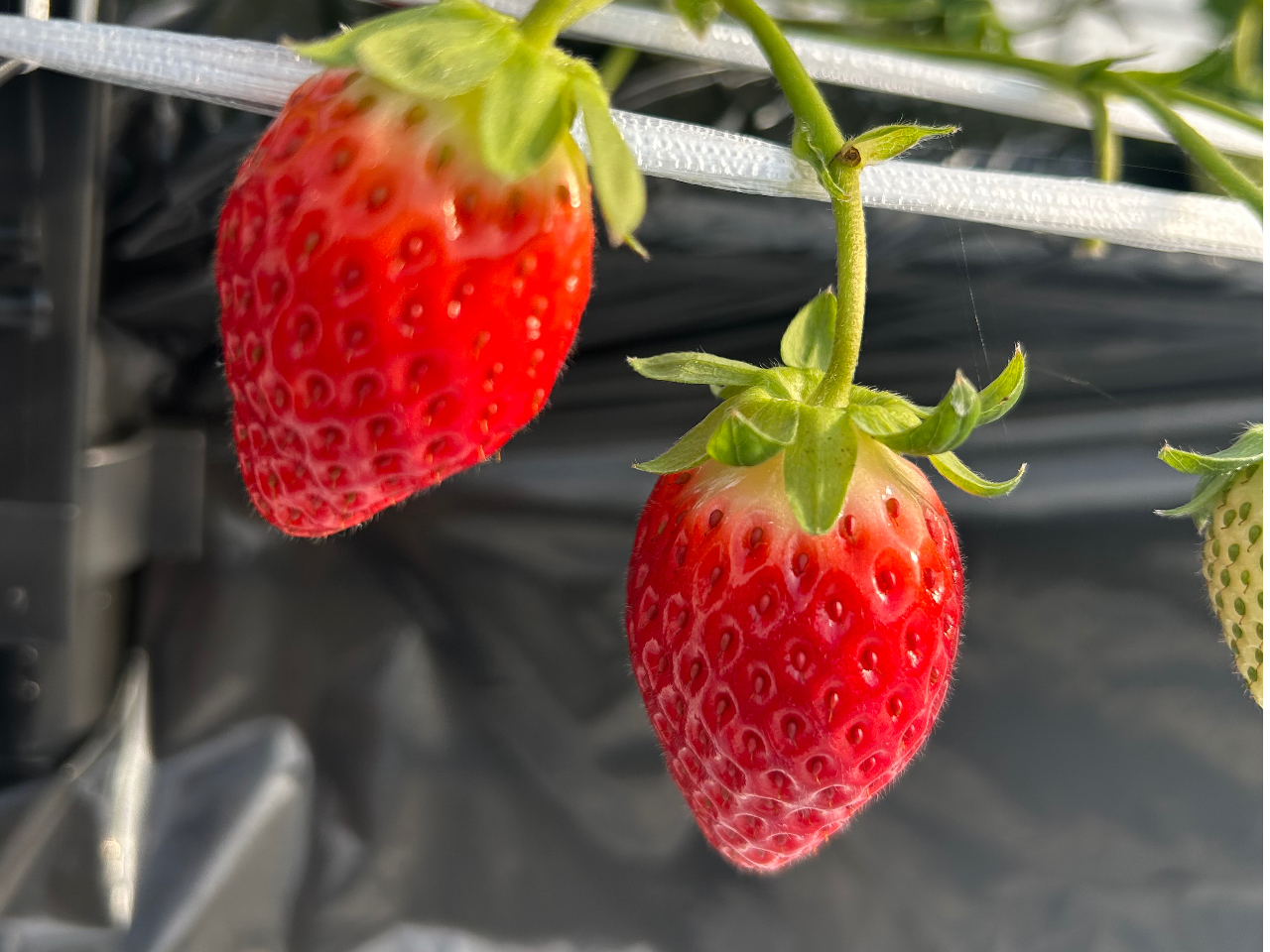 �암����SNS�f���X�|�b�g�B